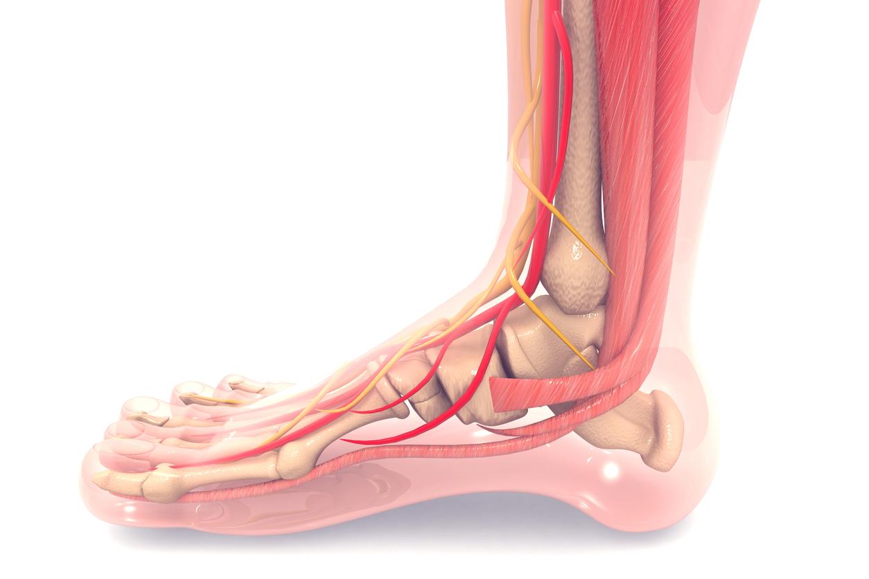 Huesos del pie: ¿Cuáles son sus funciones?