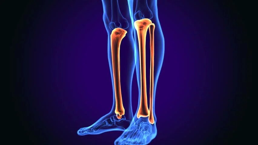Huesos de la pierna: ¿Dónde se encuentran?